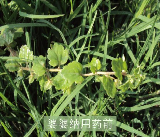 草坪除草剂大全_草坪除草剂_草坪除草剂的使用方法