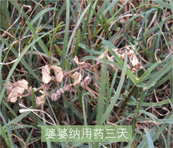 草坪除草剂_草坪除草剂的使用方法_草坪除草剂大全