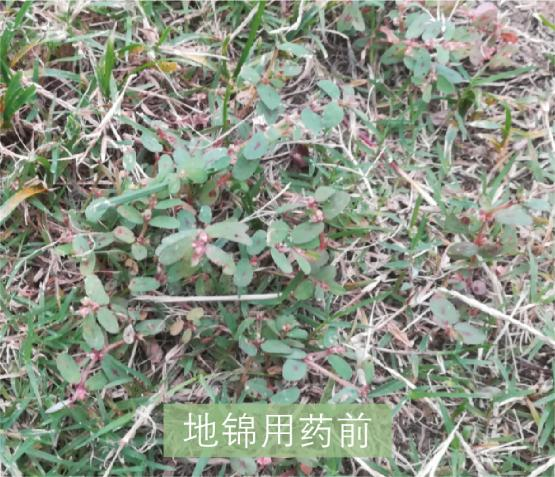 草坪除草剂_草坪除草剂的使用方法_草坪除草剂大全