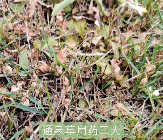 草坪除草剂_草坪除草剂的使用方法_草坪除草剂大全