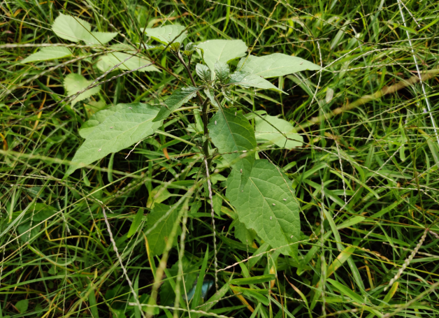 草坪除草剂_草坪除草剂大全_草坪除草剂的使用方法