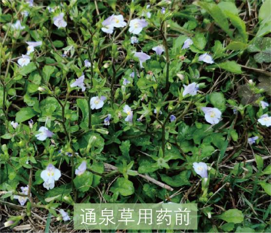 草坪除草剂_草坪除草剂大全_草坪除草剂的使用方法