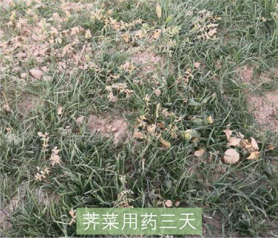 草坪除草剂的使用方法_草坪除草剂_草坪除草剂大全