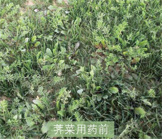 草坪除草剂的使用方法_草坪除草剂大全_草坪除草剂