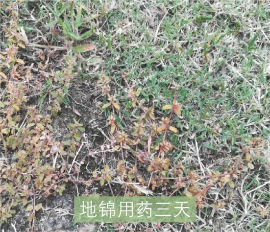 草坪除草剂的使用方法_草坪除草剂_草坪除草剂大全