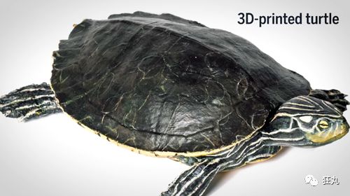 3D列印技術幫助動物交配，科技完成了生命的大和諧 科技 第27張