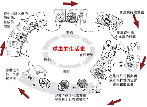 如何治疗鸡盲肠球虫病 健达动保 微信公众号文章阅读 Wemp