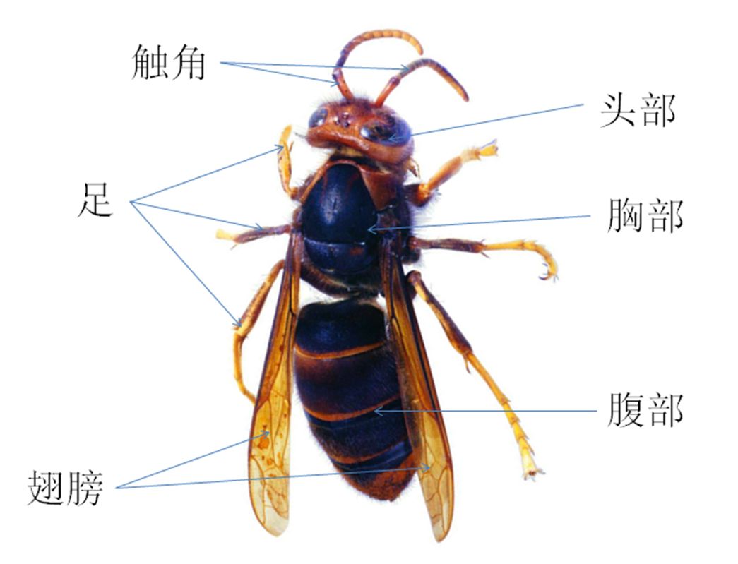 萌娃探虫 昆虫基础知识 1 身体结构 生命周期 爱实验 微信公众号文章阅读 Wemp