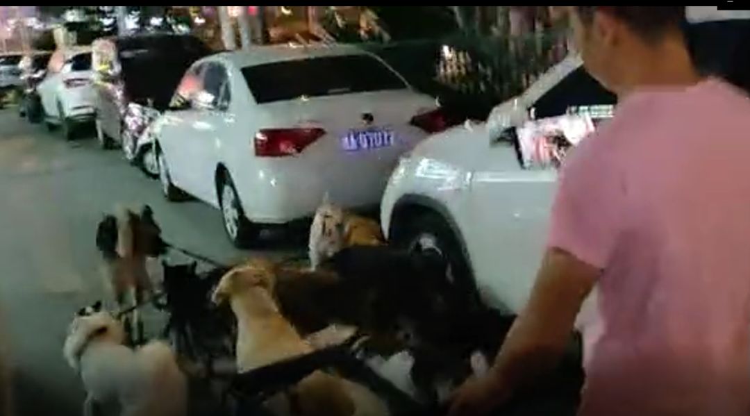 李某帶16只狗在人民西路、黃興南路步行街等地進行網路直播,其中不少犬隻的犬繩被綁在一起,李某並未牽著,也未給犬隻戴嘴套。 網友供圖