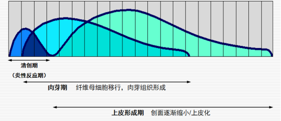 人工敷料怎么照顾伤口护理知识 ｜ 怎样能让伤口快速愈合？这几招学起来_https://www.jmylbn.com_新闻资讯_第4张