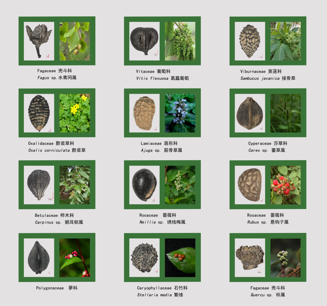 图11 部分植物种子.png