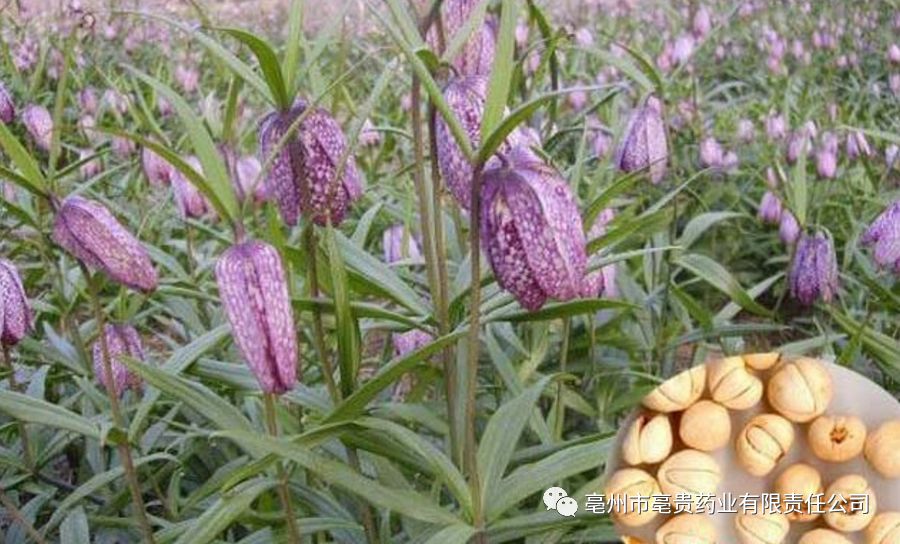 2022年名贵中药材种植效益最高排行榜