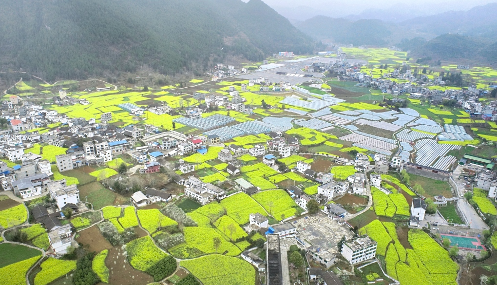 多彩贵州·花漾中国|沿河甘溪镇:万亩油菜花盛放