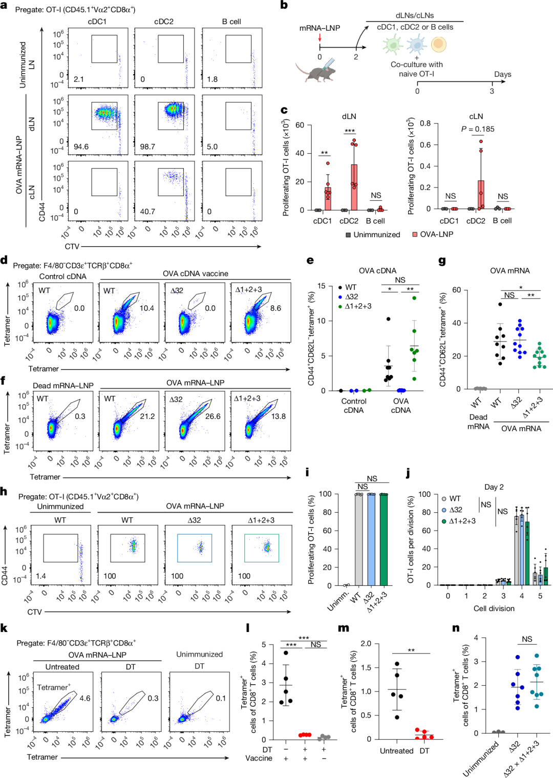 Fig. 1: Both cDC subsets, cDC1 and cDC2 cells, prime CD8+ T cells after mRNA vaccination.