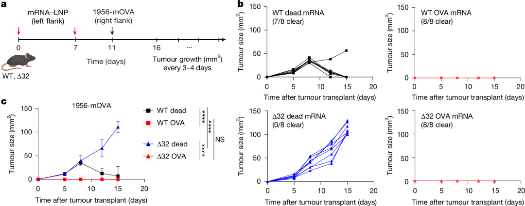 Fig. 4: CD8+ T cells primed by cDC2 cells are capable of an anti-tumour response.