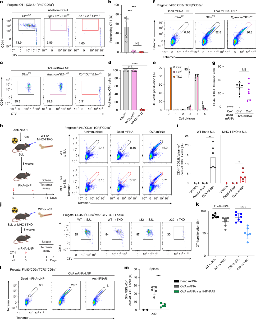 Fig. 2: MHC-I on APCs is not required for CD8+ T cell priming after mRNA vaccination.