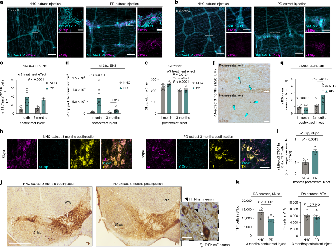Fig. 2: ME injection of PD-extracts triggers αS pathology along the gut–brain axis.
