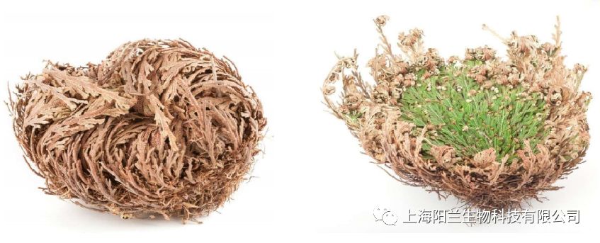 L.C朗格罕氏细胞修复剂