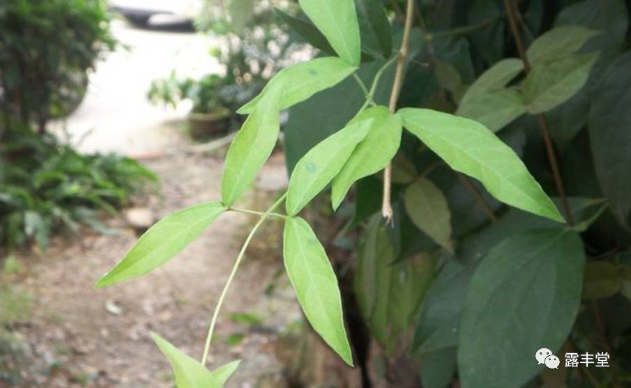 福建青草药图片大全图片