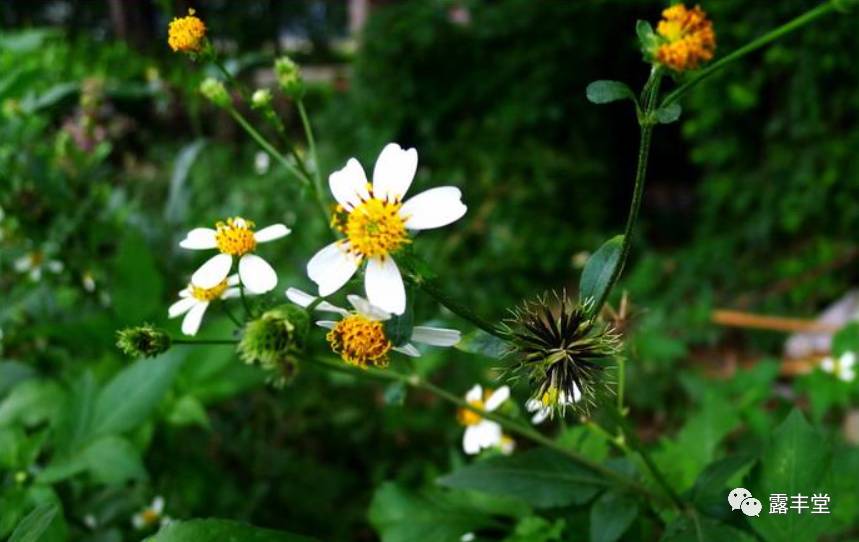 福建青草药图片大全图片