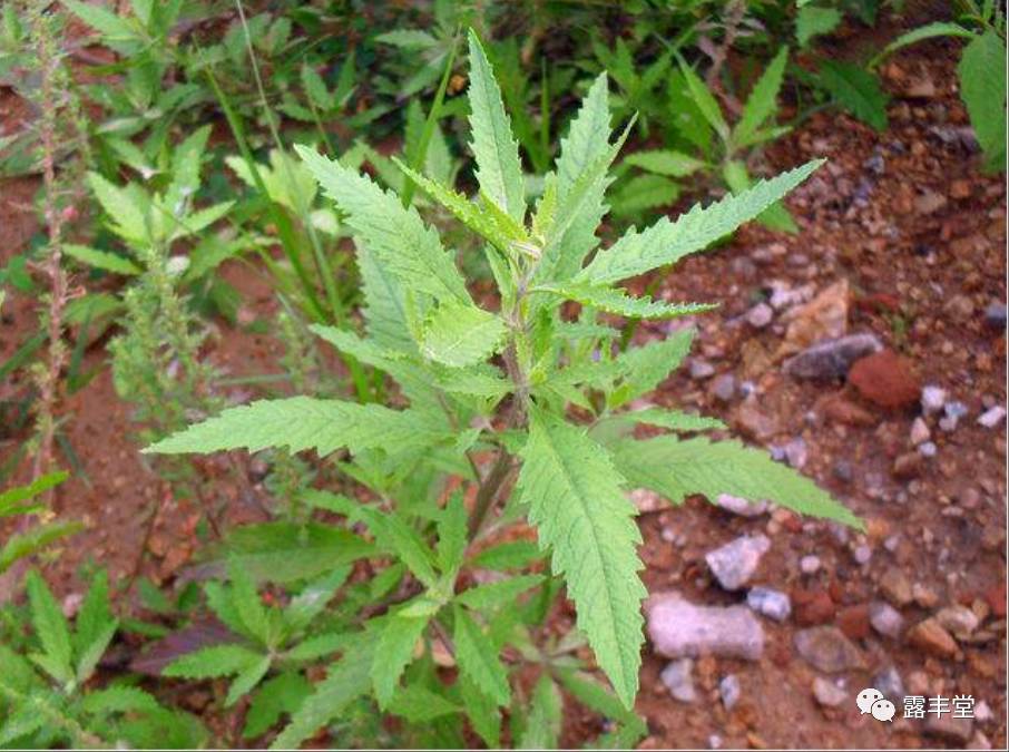 闽南青草药百种录——春意涌动