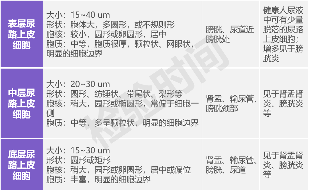 上皮细胞用什么染色尿液中 10 种上皮细胞镜检形态汇总，图片收集全啦！_https://www.jmylbn.com_新闻资讯_第2张