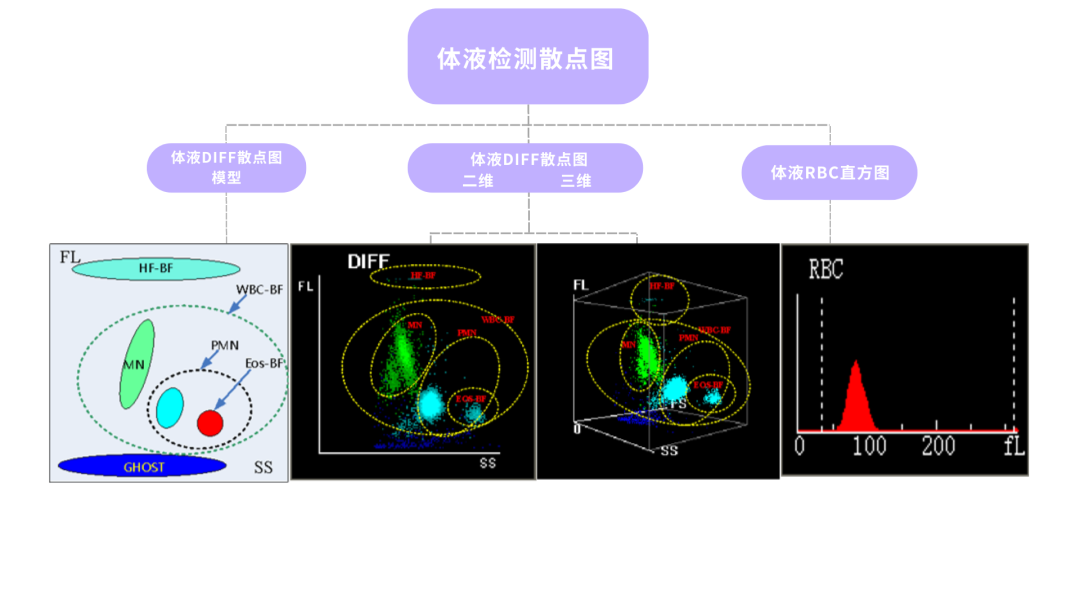 rbc直方图怎么看体液检测血细胞散点图看不懂？手把手教你分析_https://www.jmylbn.com_新闻资讯_第5张