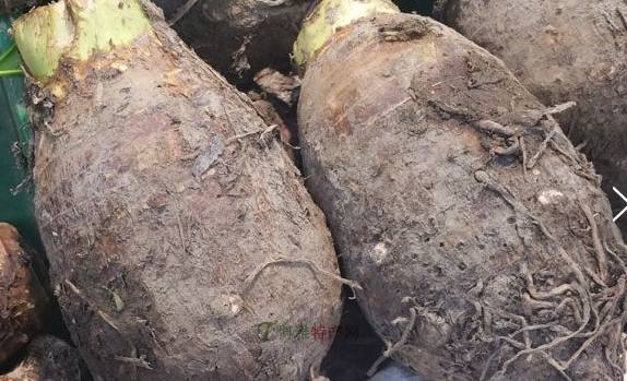 槟榔芋属天星科草本植物,是一种富含蛋白质淀粉维生素的无公害绿色