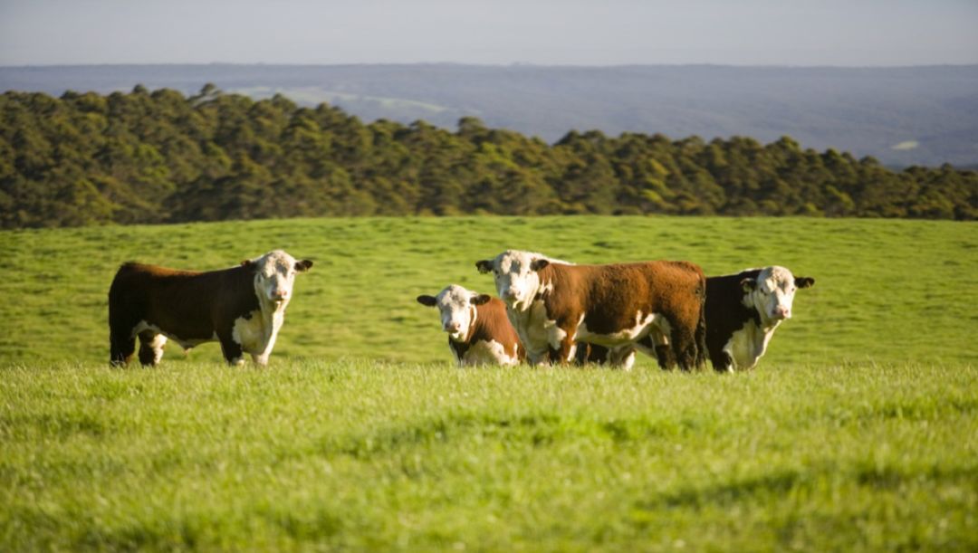 中国成澳洲活牛新兴市场，反刍动物大会聚焦活畜贸易