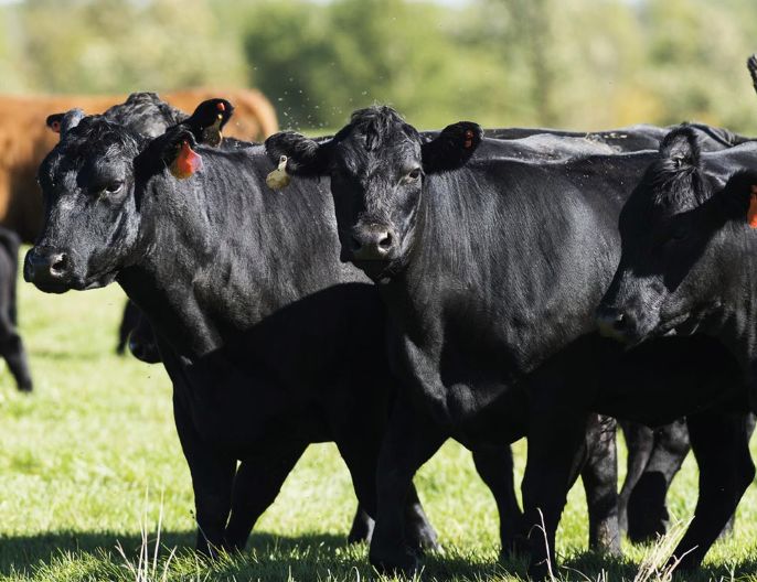 你知道吗？澳大利亚牛的品种超过60个！