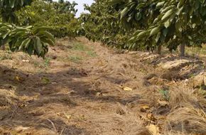 熊蜂丨熊蜂授粉丨熊蜂授粉技术丨Biobest碧奥特熊蜂丨大棚西红柿授粉丨大棚番茄授粉丨大棚草莓授粉丨鼠茅草丨鼠茅草种子丨鼠茅草种子价格丨嘉禾源硕