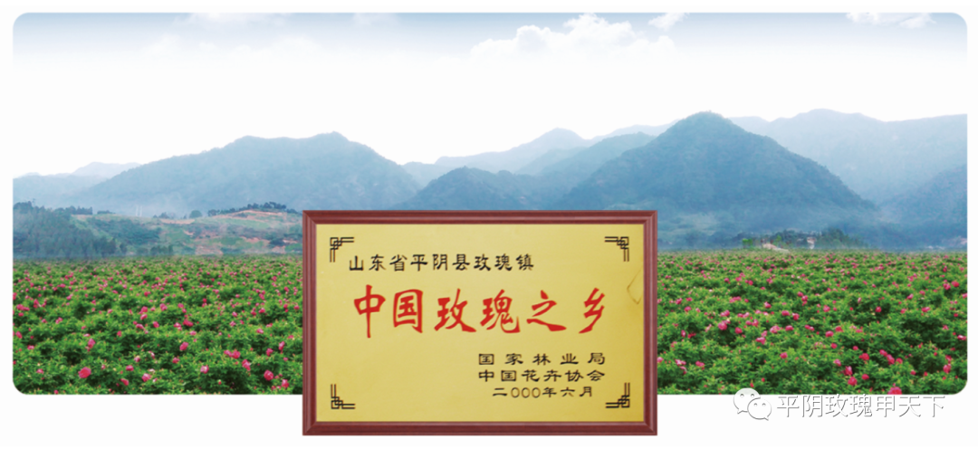 【玫瑰史话】平阴玫瑰产业发展大事记 【玫瑰史话】平阴玫瑰产业发展大事记