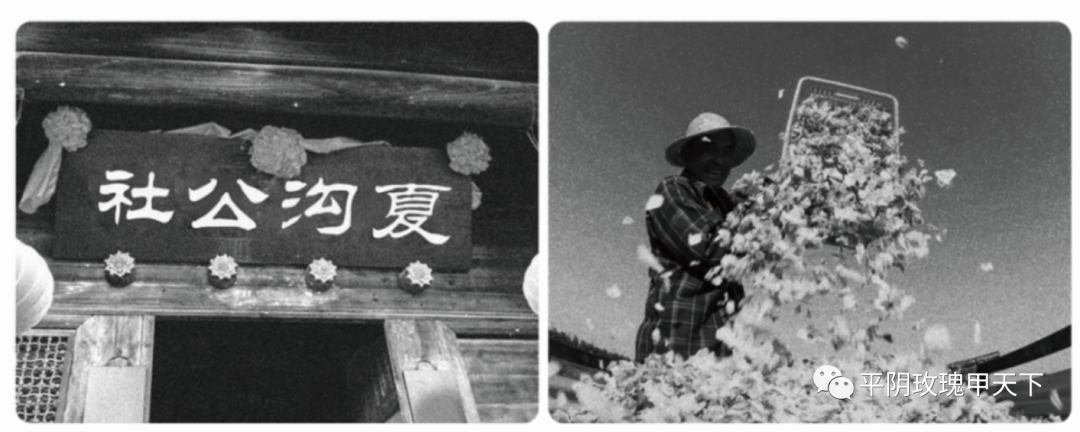 【玫瑰史话】平阴玫瑰产业发展大事记 【玫瑰史话】平阴玫瑰产业发展大事记