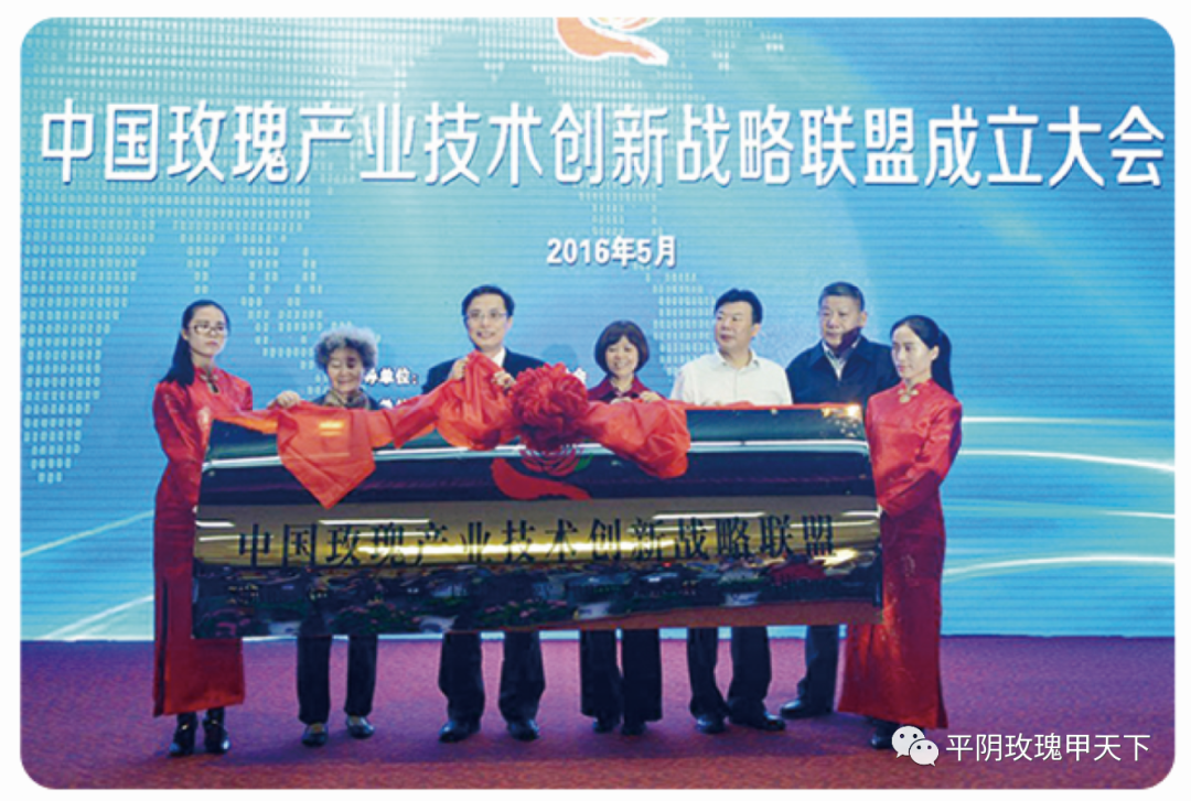 【玫瑰史话】平阴玫瑰产业发展大事记 【玫瑰史话】平阴玫瑰产业发展大事记