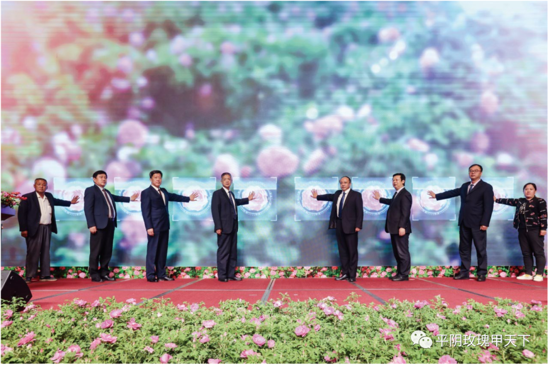 【玫瑰史话】平阴玫瑰产业发展大事记 【玫瑰史话】平阴玫瑰产业发展大事记