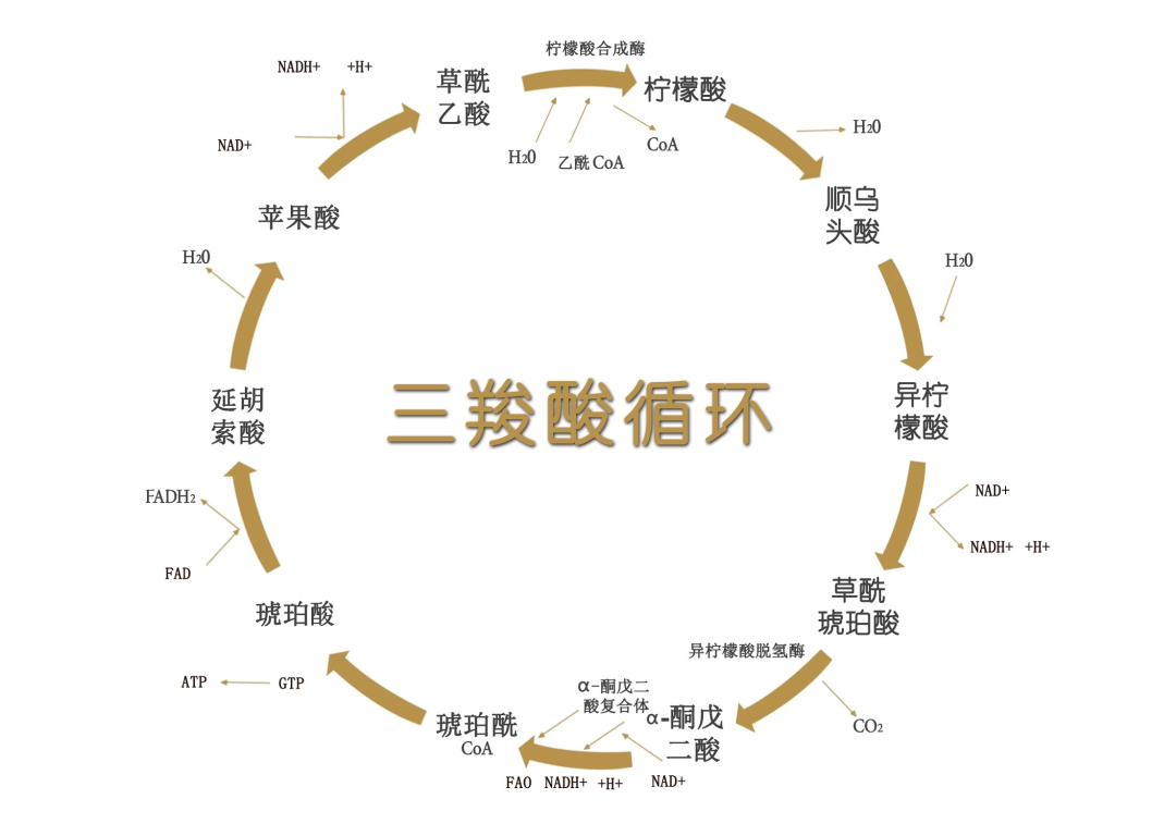 主宰生命奥秘的三羧酸循环,你还不了解吗?