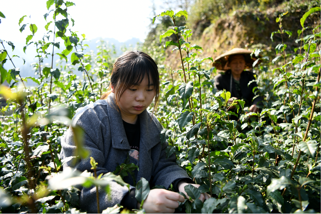 小叶苦丁茶种植图片