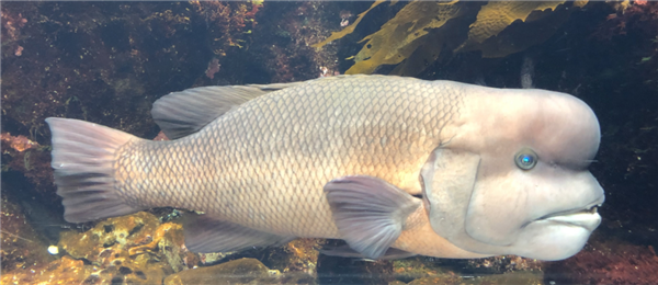 海洋科普丨會變性的醜魚金黃突額隆頭魚