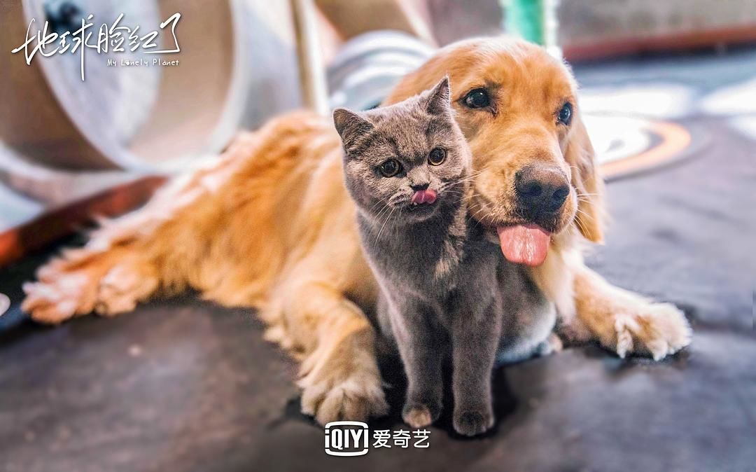 这对猫男狗女 有被甜到 野兽派娱乐 微信公众号文章阅读 Wemp