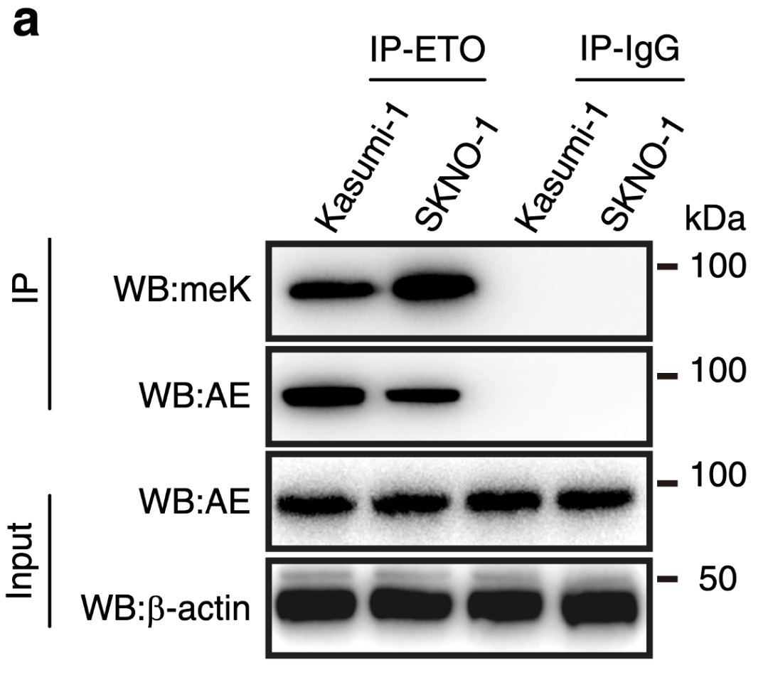 搜狗高速浏览器截图20240923114515