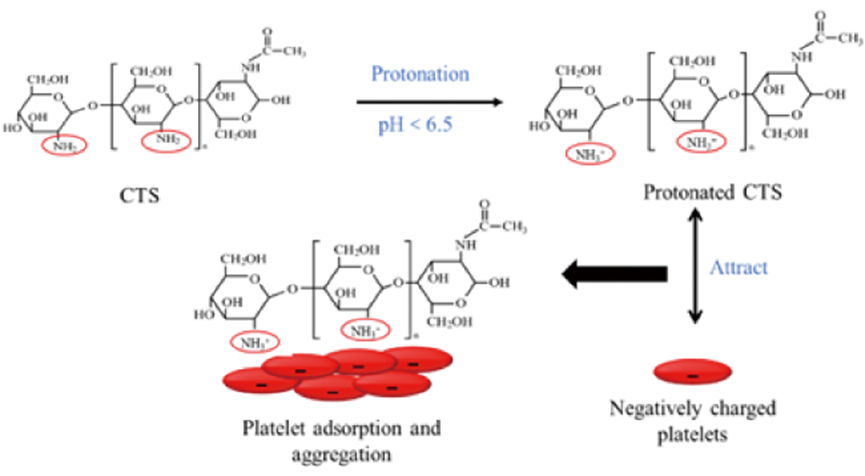 壳聚糖护理敷料是什么编辑推荐︱基于壳聚糖的新型敷料及其应用_https://www.jmylbn.com_新闻资讯_第4张
