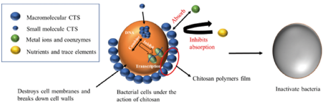 壳聚糖护理敷料是什么编辑推荐︱基于壳聚糖的新型敷料及其应用_https://www.jmylbn.com_新闻资讯_第5张