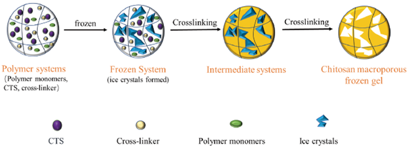 壳聚糖护理敷料是什么编辑推荐︱基于壳聚糖的新型敷料及其应用_https://www.jmylbn.com_新闻资讯_第8张