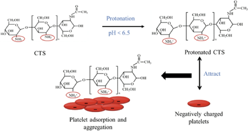 壳聚糖护理敷料是什么编辑推荐︱基于壳聚糖的新型敷料及其应用_https://www.jmylbn.com_新闻资讯_第2张