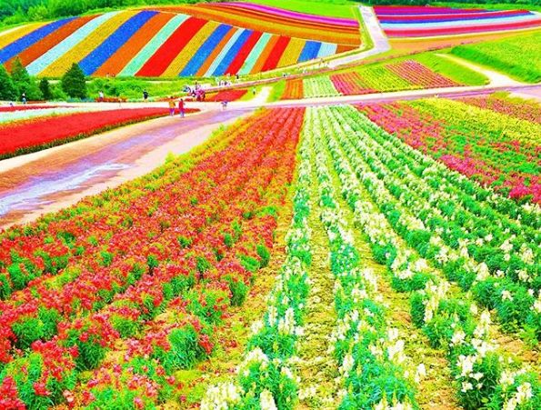 7天包车玩转夏日七彩北海道路线攻略                                                                                                                                  日本