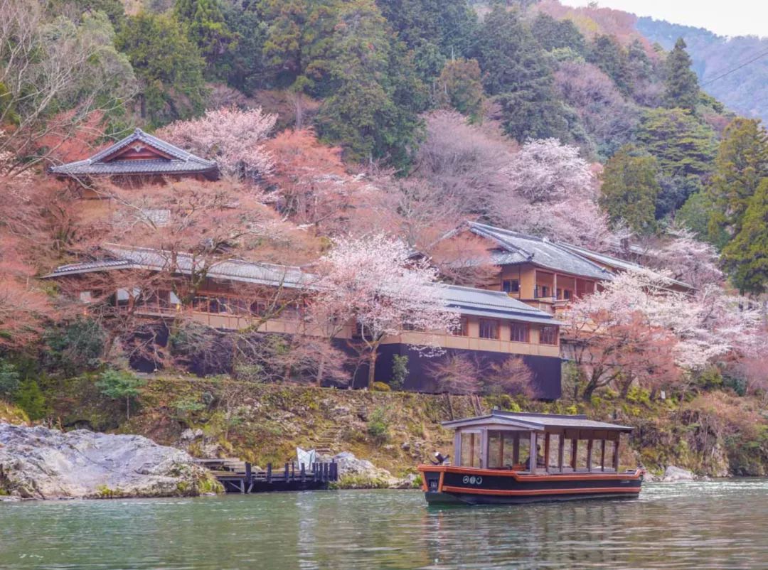 去日本看樱花，提前多久准备才最便宜省心？                                                                                               日本