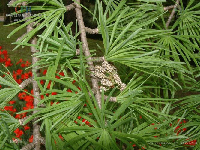 什么皮给药治一个中成药，手癣、足癣、体癣、头癣，都可治_https://www.jmylbn.com_新闻资讯_第2张