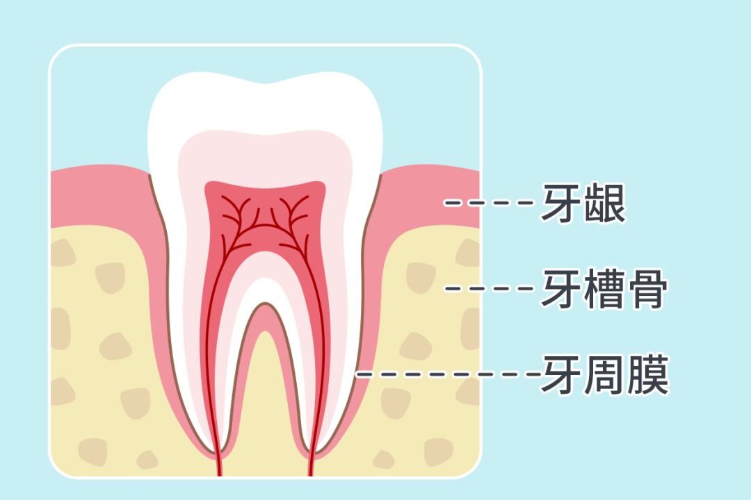 牙周组织解剖图| 百度健康·医学科普