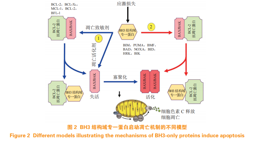 综合治疗系怎么使用独家原创 ｜ 常春康教授：B细胞淋巴瘤2蛋白抑制剂在骨髓增生异常综合征治疗中的应用进展_https://www.jmylbn.com_新闻资讯_第5张