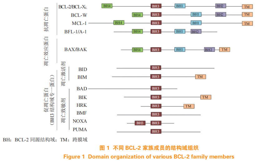 综合治疗系怎么使用独家原创 ｜ 常春康教授：B细胞淋巴瘤2蛋白抑制剂在骨髓增生异常综合征治疗中的应用进展_https://www.jmylbn.com_新闻资讯_第4张